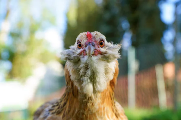 一只红梳子的火鸡的肖像 它凝视着镜头 背景模糊而模糊 — 图库照片
