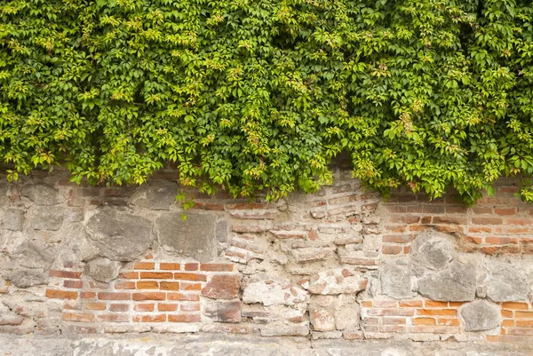 Green Ivy Stone Wall Beautiful Background Antigua Guatemala — Fotografia de Stock