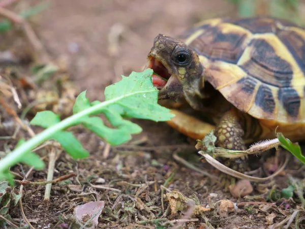 Nahaufnahme Einer Schildkröte Auf Einer Wiese — Stockfoto