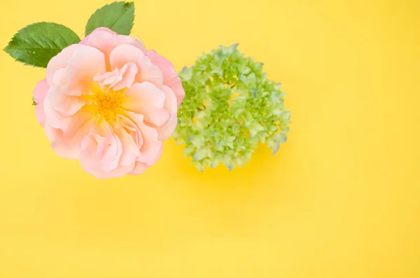 Horní Pohled Jemnou Růži Zelený Květ Hortenzie Žlutém Povrchu — Stock fotografie