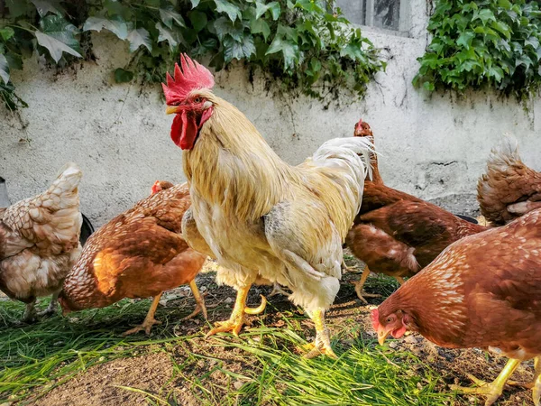 Domestic Chickens Rooster Muddy Yard — Stockfoto