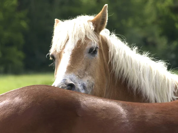 かわいいハフリンジャーの馬の肖像画日当たりの良いフィールドで彼の仲間の背中をかむ — ストック写真