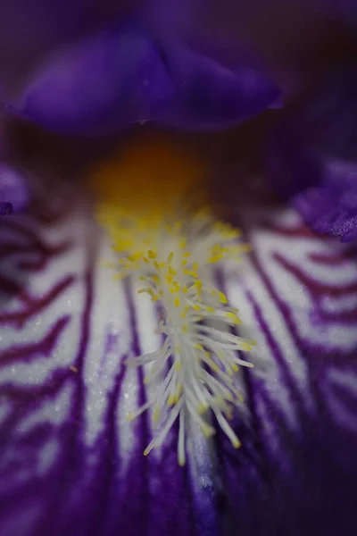 Selektiv Fokusbild Lila Iris Grön Bakgrund — Stockfoto