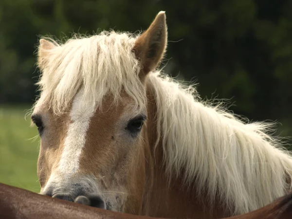Een Close Van Een Schattig Paard Bijten Zijn Metgezel Rug — Stockfoto