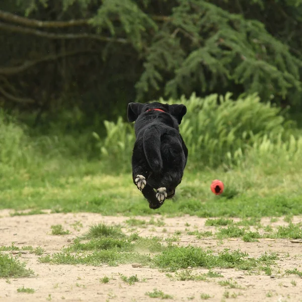 Funny Black Labrador Retriever Działa Bez Dotykania Ziemi Kierunku Czerwonej — Zdjęcie stockowe