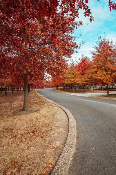 Красивые Красные Лиственные Деревья Осенних Улицах Города — стоковое фото
