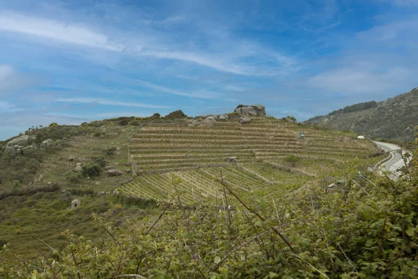 Grosseto Talya Daki Giglio Adası Bulutlu Bir Ada — Stok fotoğraf