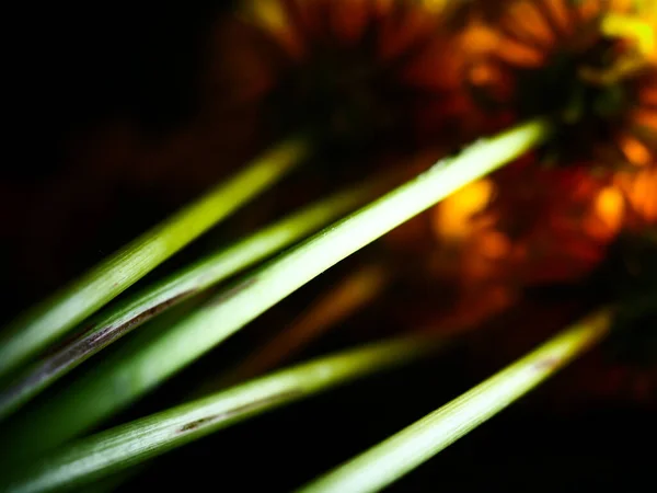 Крупним Планом Знімок Стебел Диких Жовтих Кульбаб Світлом Сяє Темній — стокове фото