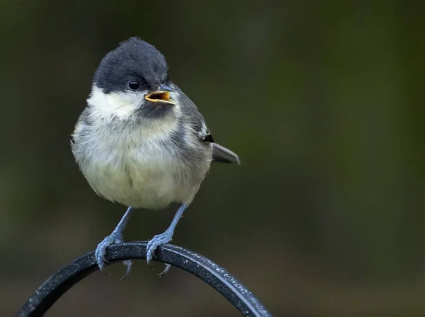Cute Tit Bird Standing Metal Surface Garden Blurred Background — Photo