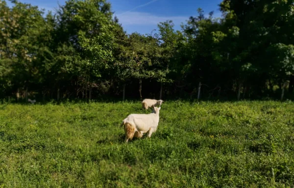 Les Deux Moutons Pâturant Dans Prairie Près Forêt — Photo