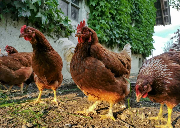 Domestic Chickens Rooster Muddy Yard — Photo