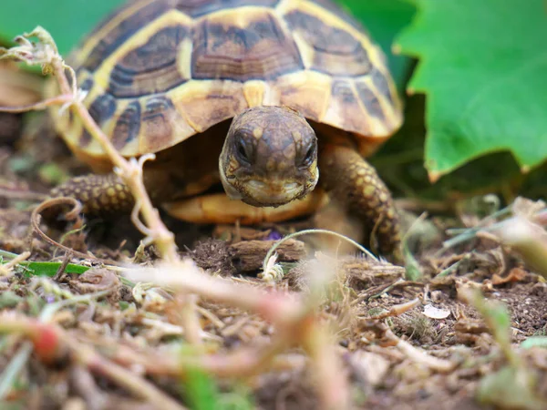 Nahaufnahme Einer Schildkröte Auf Einer Wiese — Stockfoto