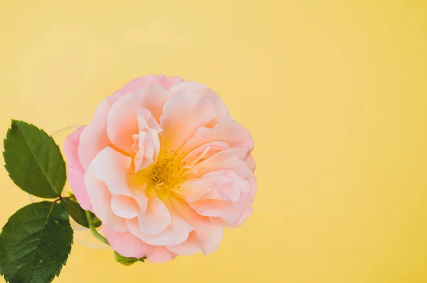 Top View Delicate Rose Yellow Surface — Zdjęcie stockowe