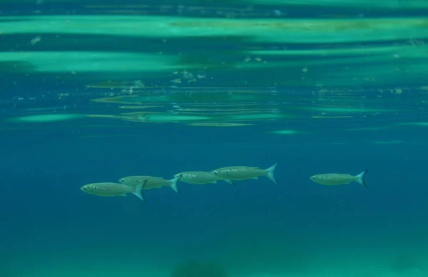 Крупним Планом Під Водою Рибою Плаває Підряд — стокове фото