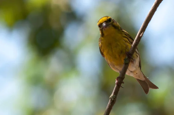 Enfoque Selectivo Serinus Serinus Serina Europea Encaramado Una Rama —  Fotos de Stock