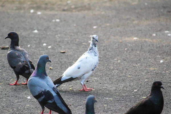 Una Bandada Palomas Comiendo Semillas Una Calle — Foto de Stock