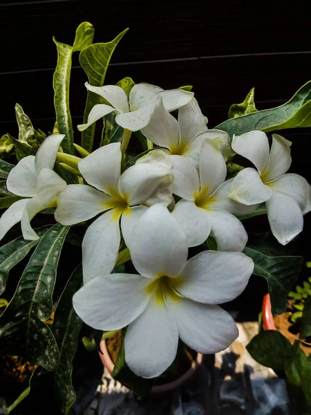 Plumeria Flower Has Strong Beautiful Scent Because Often Used Perfumes — Stock Photo, Image