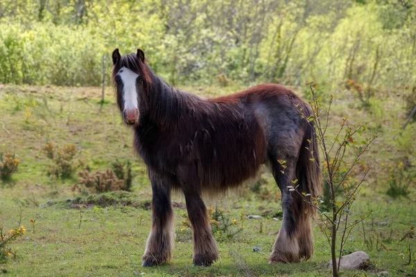 Vue Latérale Cheval Irlandais Debout Dans Pâturage Comté Wicklow Irlande — Photo