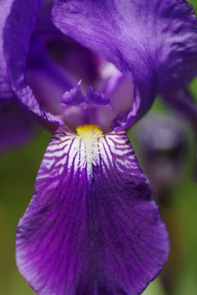 Selective Focus Shot Purple Irises Green Background — Stock Photo, Image