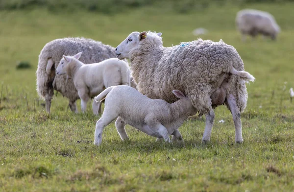 Egy Birka Eteti Bárányát Egy Farmon Ahonnan Napfény Süt Rájuk — Stock Fotó