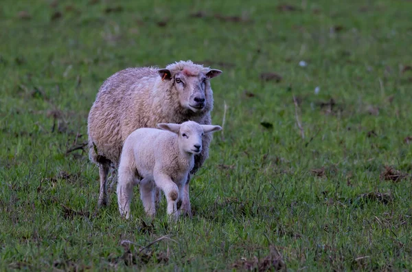 Mouton Marchant Avec Son Agneau Dans Champ Herbe — Photo