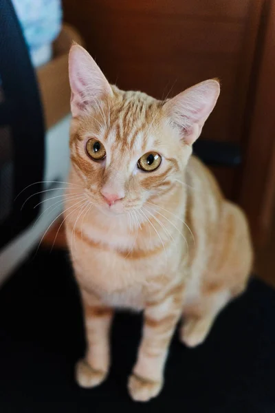Tiro Ângulo Alto Pequeno Gato Marrom Com Olhos Bonitos — Fotografia de Stock