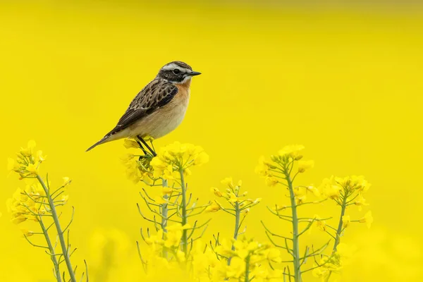 Selektywne Ujęcie Egzotycznego Ptaka Polu Wypełnionym Żółtymi Kwiatami — Zdjęcie stockowe