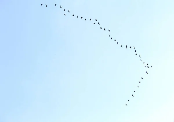 Uma Bela Vista Bando Pássaros Voando Céu Brilhante — Fotografia de Stock