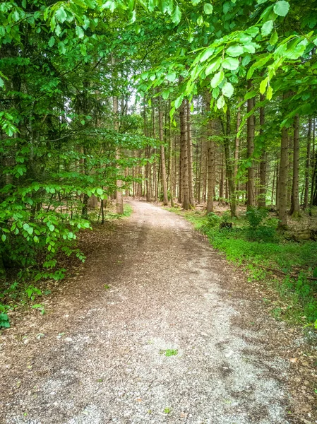 Uno Stretto Sentiero Tra Alberi Alti Con Tronchi Sottili Nella — Foto Stock