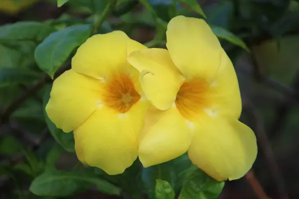 Ένα Κοντινό Πλάνο Όμορφα Κίτρινα Λουλούδια Που Δεν Αγγίζουν Εμένα — Φωτογραφία Αρχείου