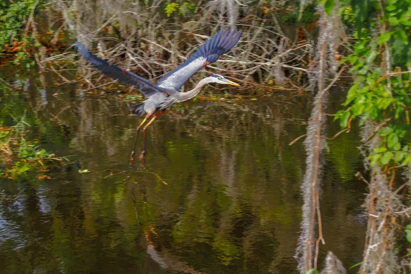 Ein Malerischer Blick Auf Einen Großen Blauen Reiher Hebt Von — Stockfoto