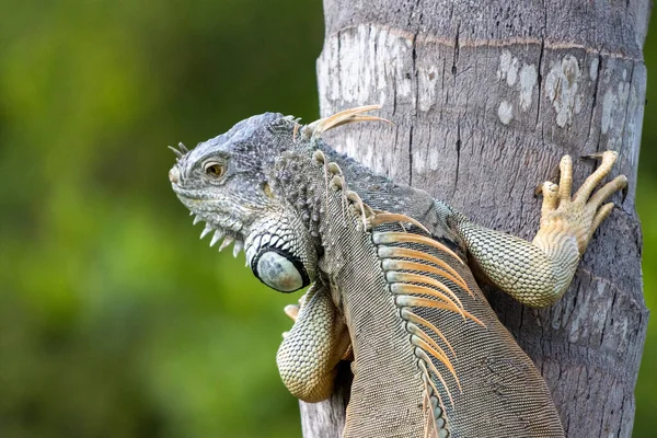 Tiro Perto Camaleão Subindo Tronco Uma Árvore Floresta — Fotografia de Stock