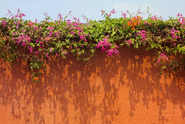 Organic Natural Ornamental Plants Hanging Wall Colorful Details Rustic Walls — Stock Photo, Image