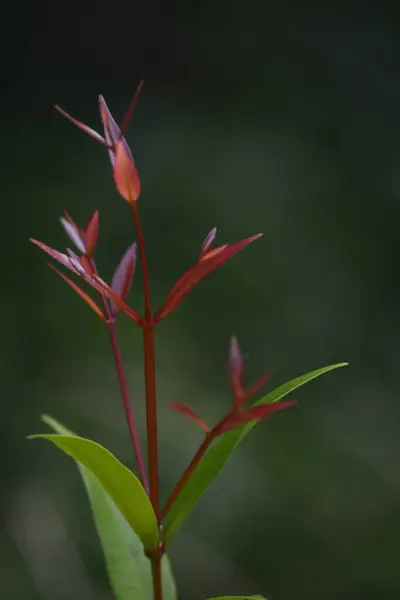 Closeup Vertical Shot Red Green Plant Isolated Blurred Background — Stock Photo, Image