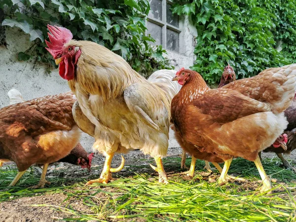 Domestic Chickens Rooster Muddy Yard — Fotografia de Stock