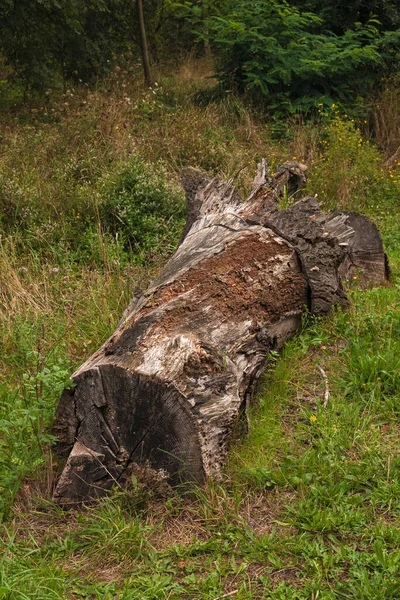 Вертикальный Снимок Сломанного Ствола Дерева Посреди Леса — стоковое фото