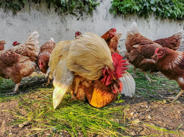 Domestic Chickens Rooster Muddy Yard — Zdjęcie stockowe