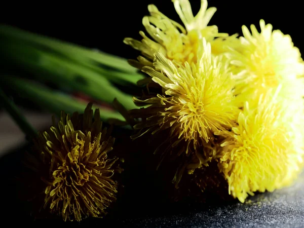 Närbild Gula Maskrosor Golvet Med Starkt Ljus Skiner Dem Ett — Stockfoto