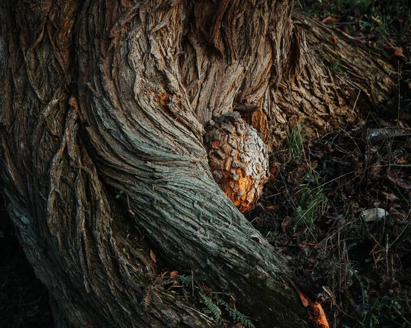 Tiro Close Tronco Árvore Grossa Raízes — Fotografia de Stock