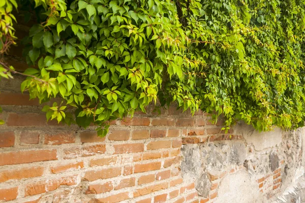 Green Ivy Stone Wall Beautiful Background Antigua Guatemala — Stok fotoğraf