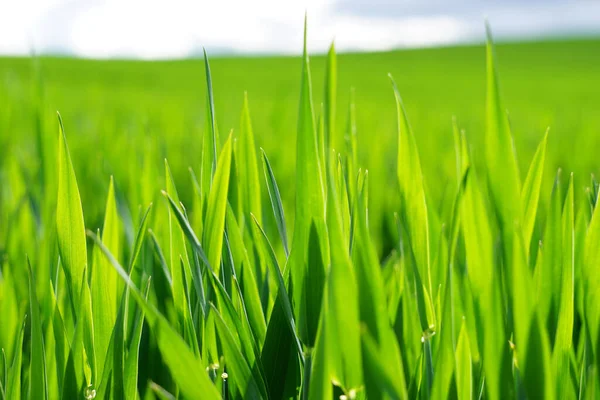 Selektywne Ujęcie Świeżej Zielonej Trawy Świetle Słonecznym — Zdjęcie stockowe