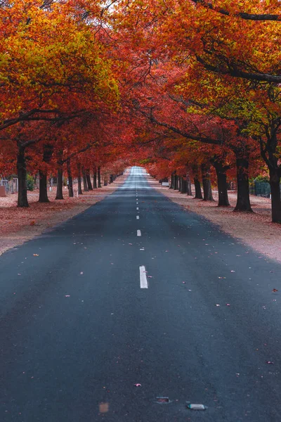Schöne Rotblättrige Bäume Herbst Säumen Straßen Der Stadt — Stockfoto