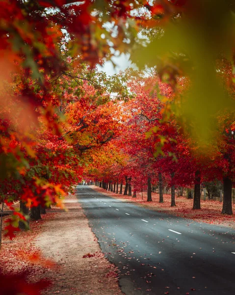 Schöne Rotblättrige Bäume Herbst Säumen Straßen Der Stadt — Stockfoto