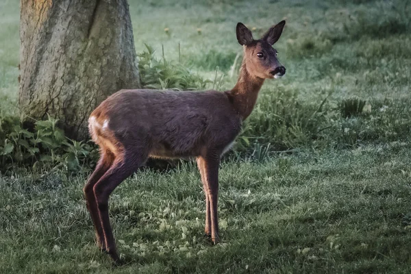 Deer Sunrise Clearing Looking Camera — Stockfoto