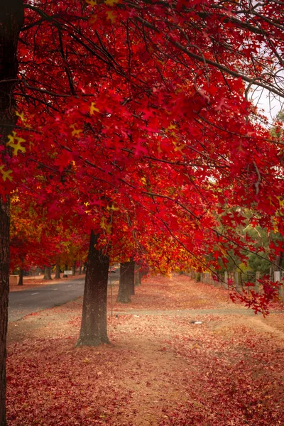 Красивые Красные Лиственные Деревья Осенних Улицах Города — стоковое фото