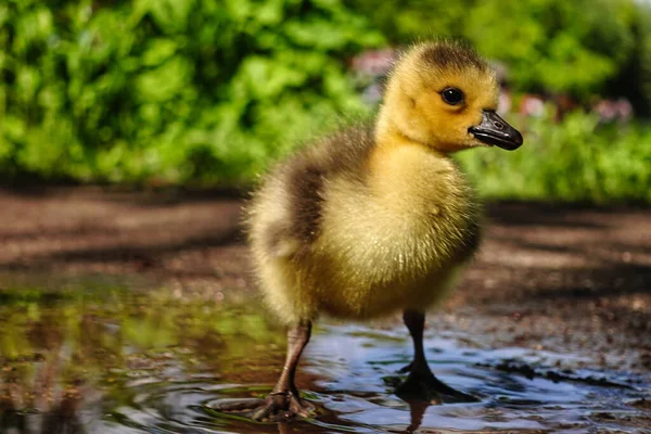 Selektiv Fokusbild Brud Trädgård Solig Dag — Stockfoto