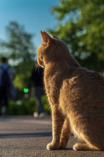 一只生姜的美国短尾猫的垂直镜头 — 图库照片