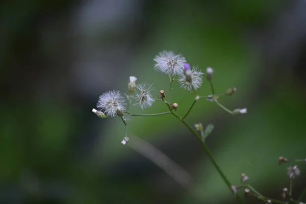 Tiro Close Sementes Brancas Fofas Uma Planta Selvagem Isolada Fundo — Fotografia de Stock