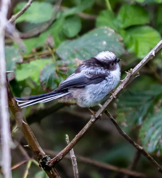 Een Pluizige Vogel Staand Een Doornige Tak Het Bos Met — Stockfoto