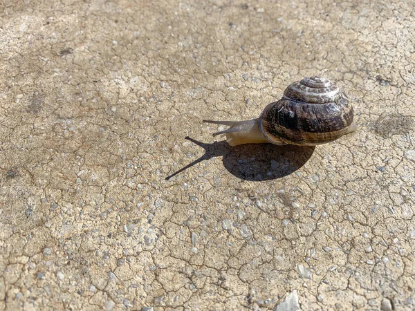 暑い夏の日に陸のカタツムリの高い角度のショット — ストック写真